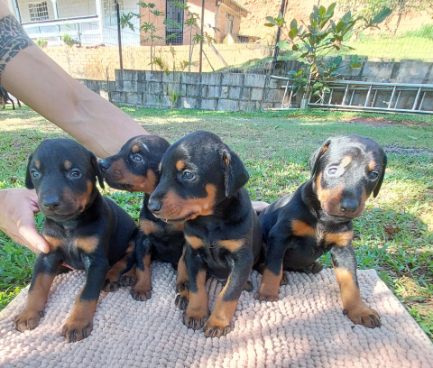 Filhotes doberman